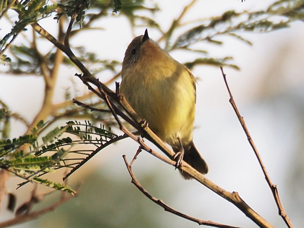 Yellow Thornbill - Deb Oliver