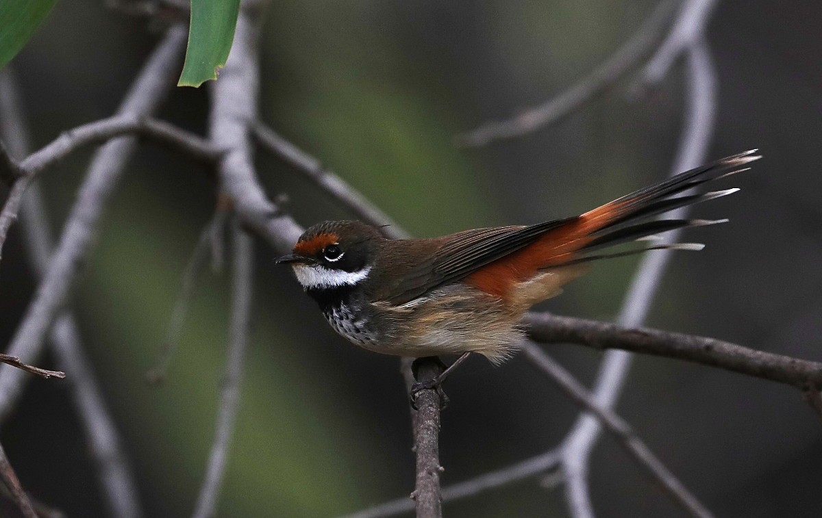 Australian Rufous Fantail - Tony Ashton