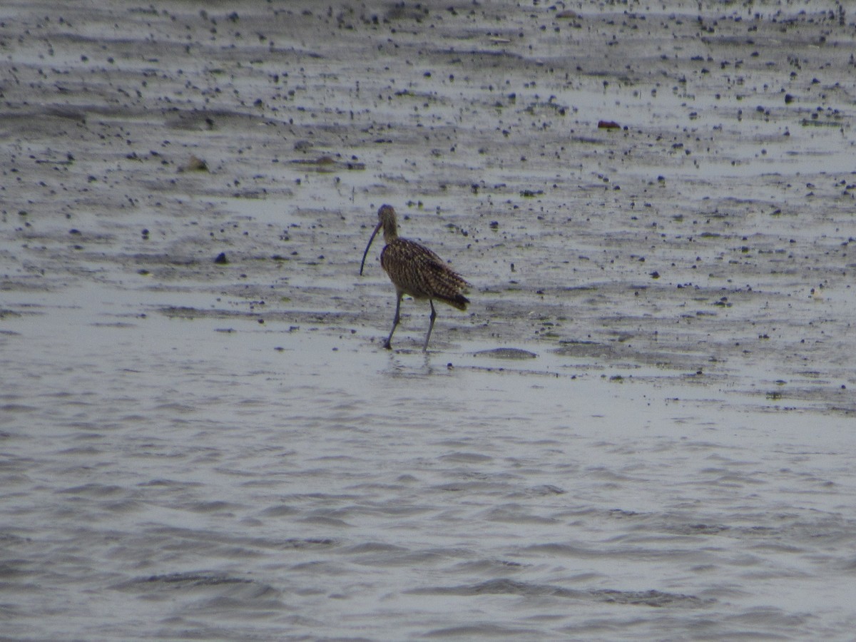 Long-billed Curlew - ML105687991