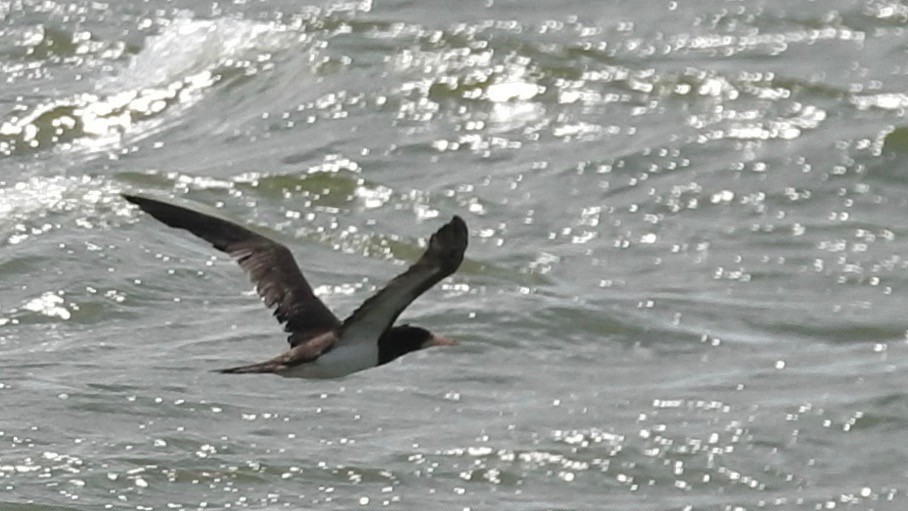 Brown Booby - ML105690881