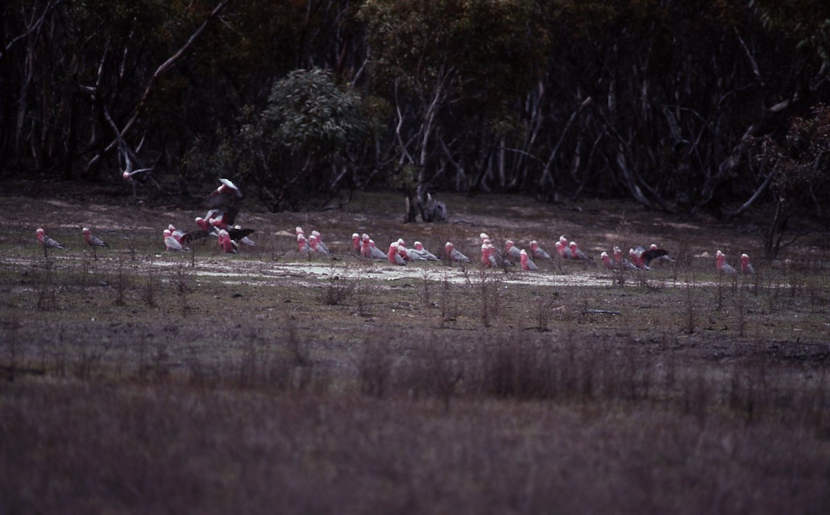 Galah - ML105692051