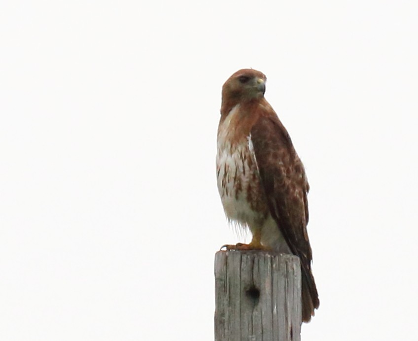 Red-tailed Hawk - Mark E Land