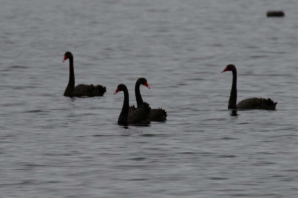 Black Swan - ML105692591