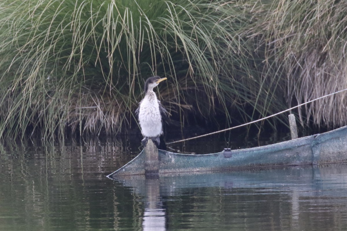 Little Pied Cormorant - ML105692701