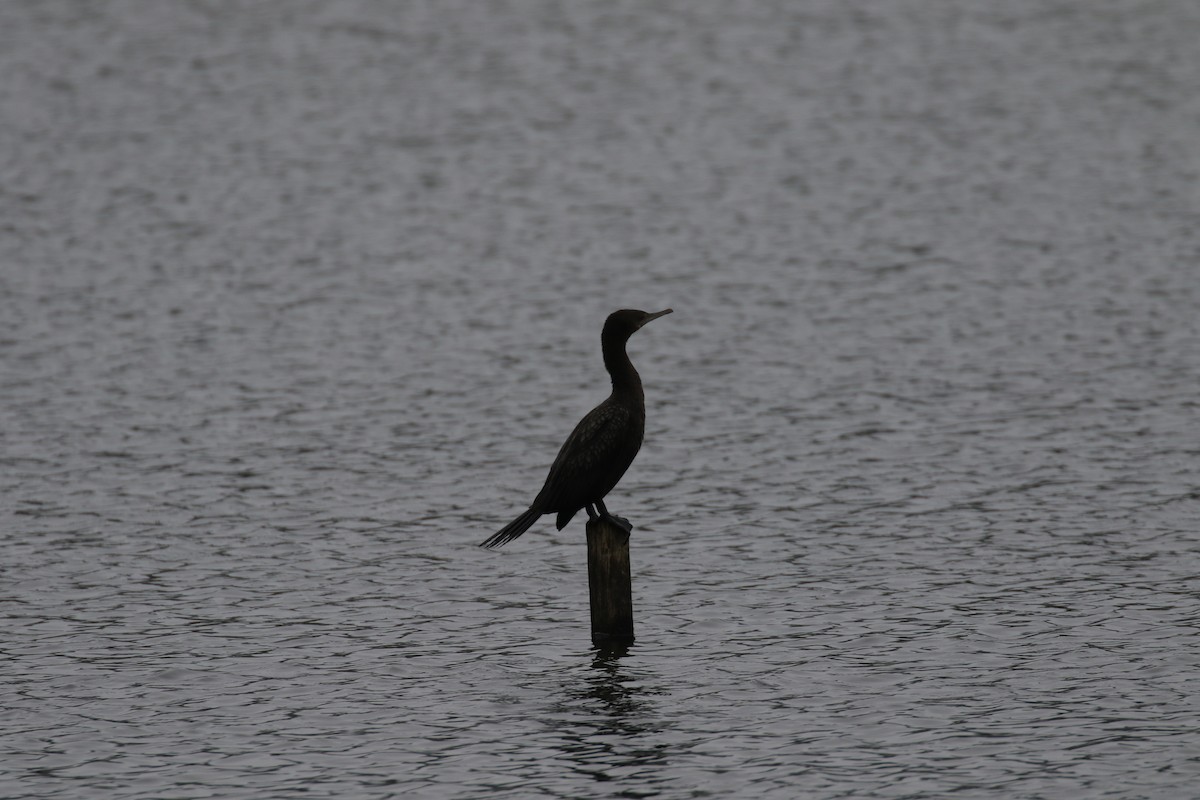 Little Black Cormorant - ML105692781