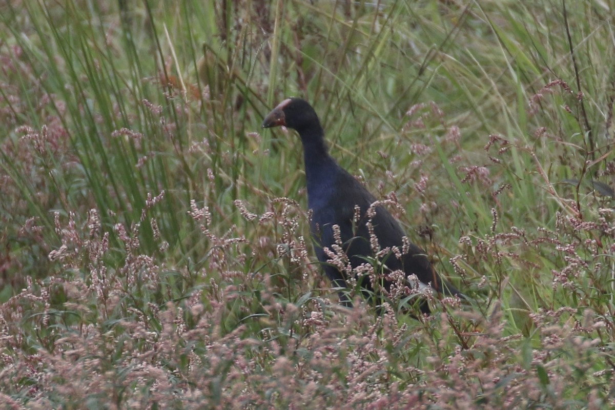 Australasian Swamphen - ML105692841