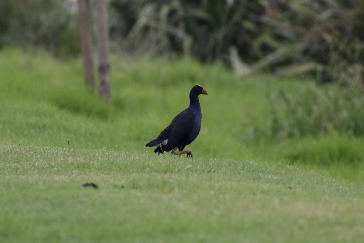 Australasian Swamphen - ML105692851