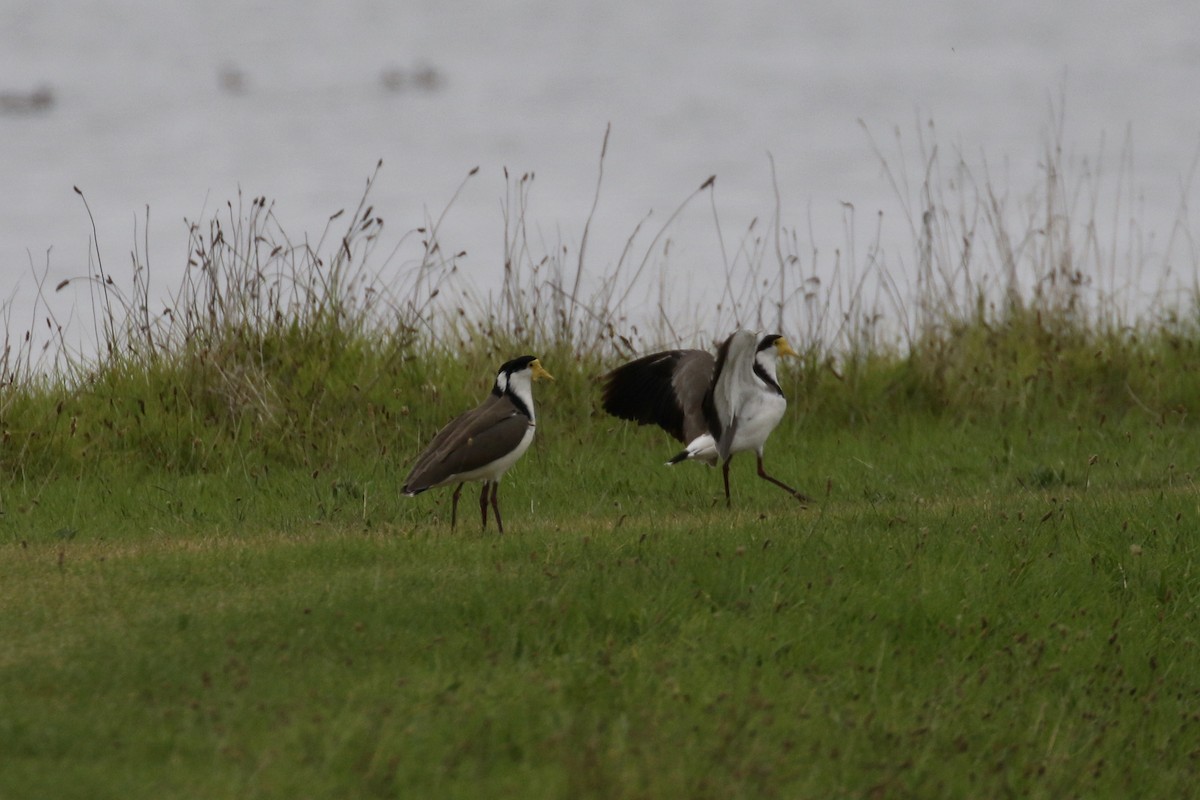 Masked Lapwing - ML105692901