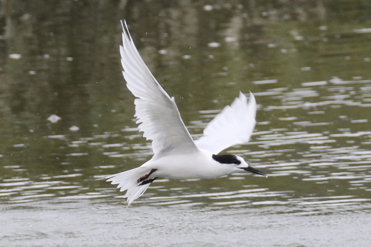 White-fronted Tern - ML105692941