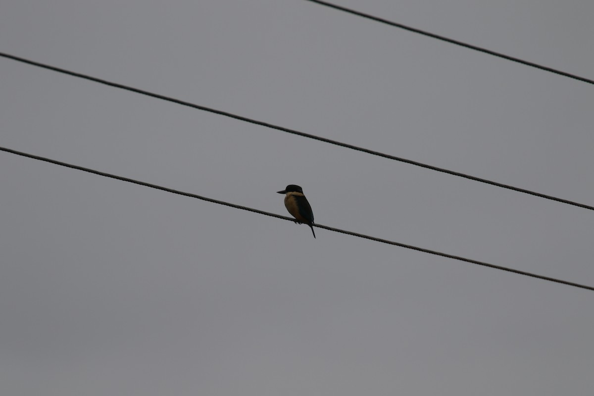 Sacred Kingfisher - ML105693051