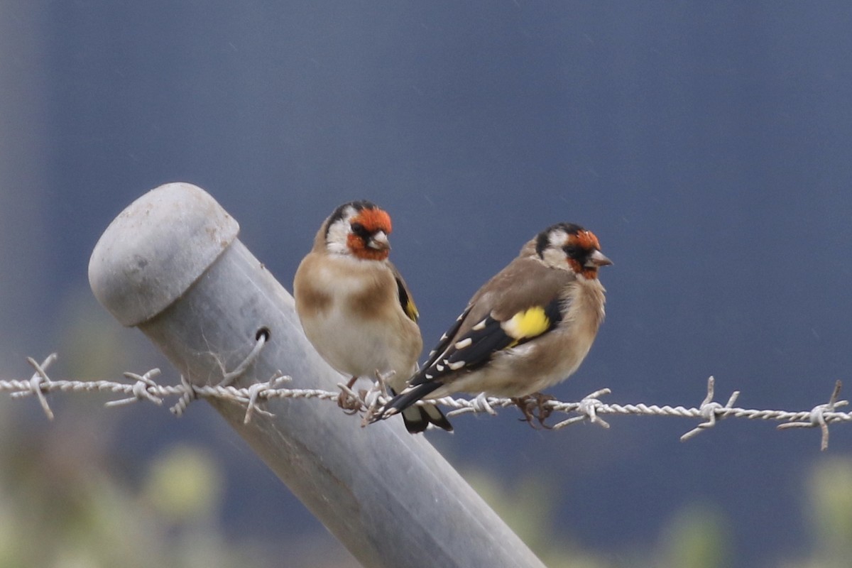 European Goldfinch - ML105693141