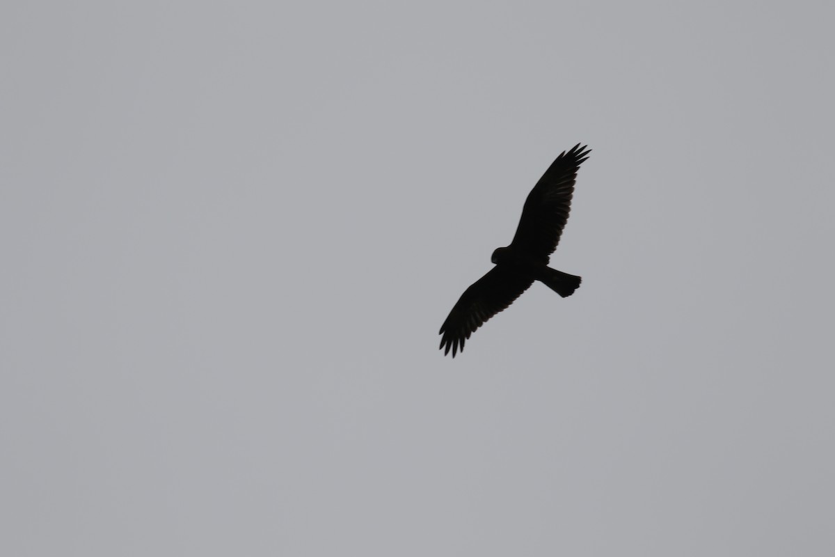 Swamp Harrier - ML105693251