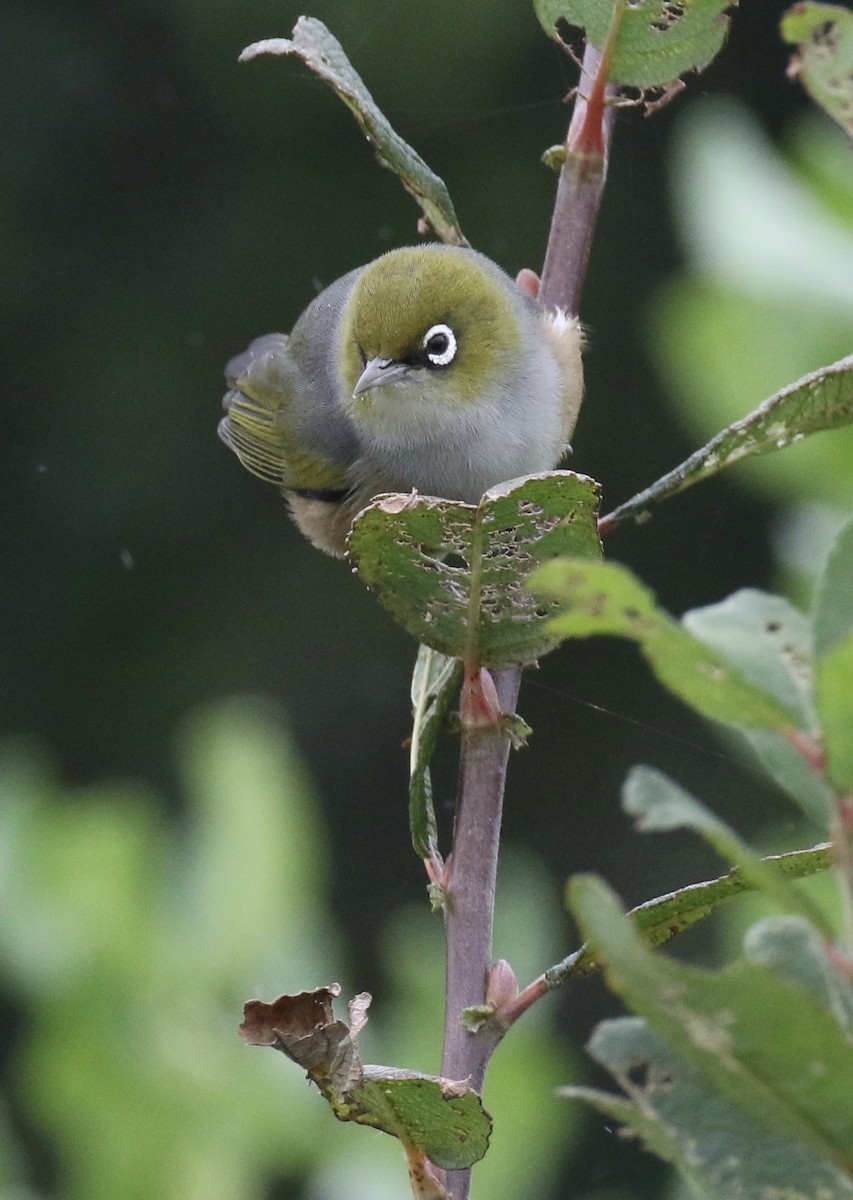 Zostérops à dos gris - ML105693281