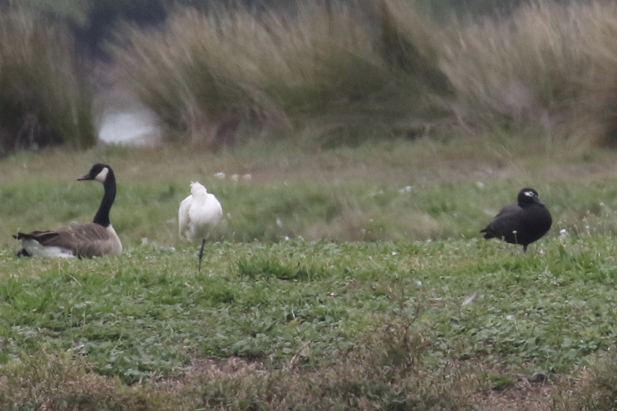 Paradise Shelduck - ML105693301