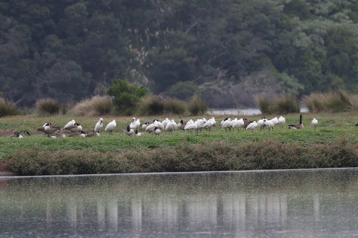 Royal Spoonbill - ML105693381