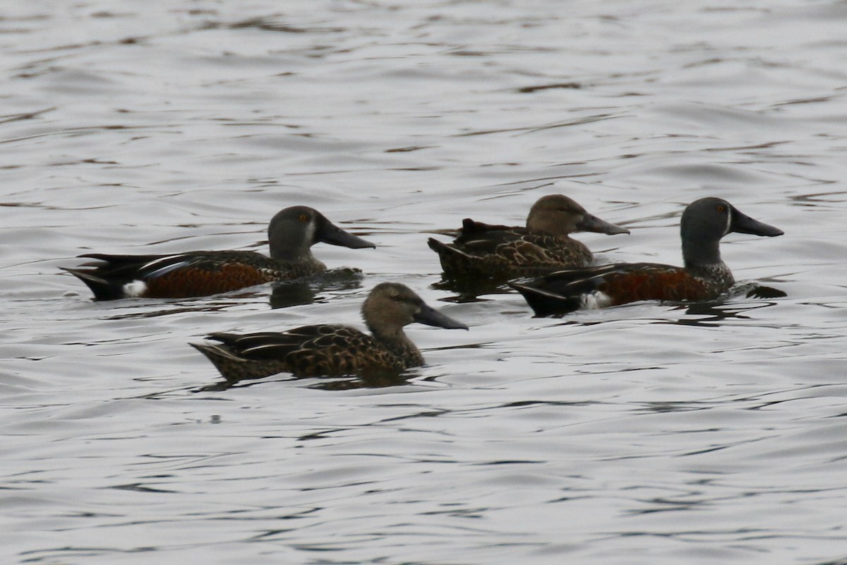 Australasian Shoveler - ML105693391