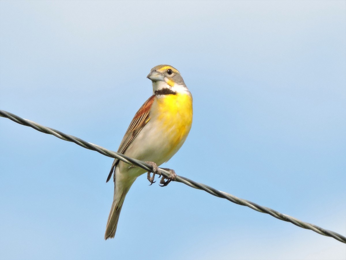 Dickcissel - ML105693541