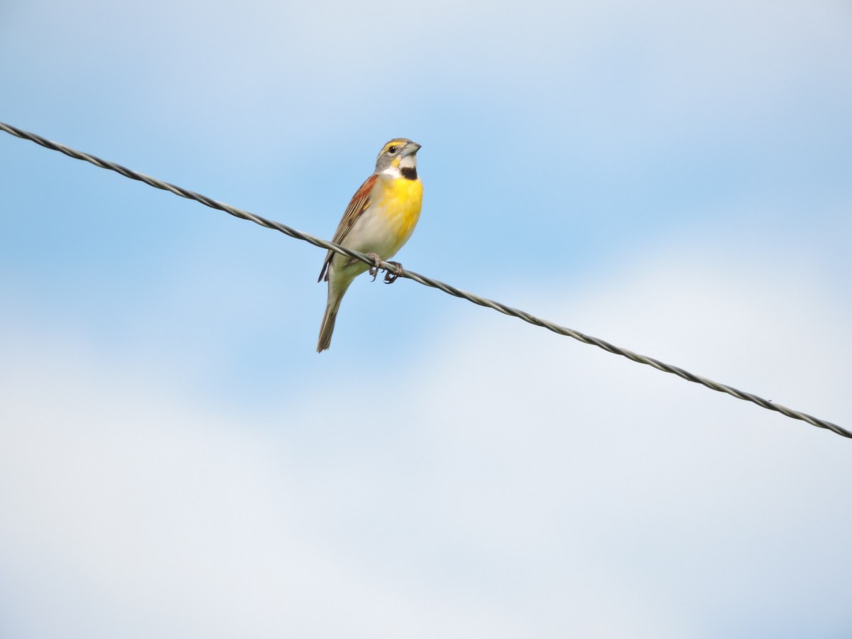 Dickcissel - ML105693551