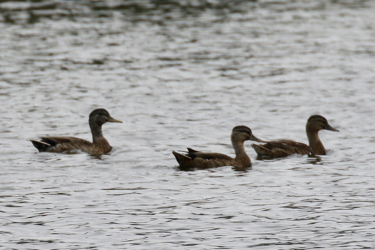 Mallard x Pacific Black Duck (hybrid) - ML105693791