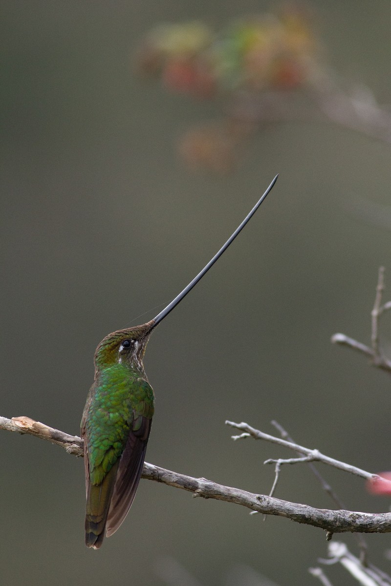 Sword-billed Hummingbird - Angus Pritchard