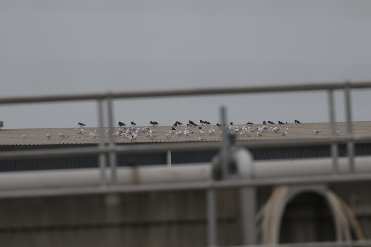 South Island Oystercatcher - ML105694141