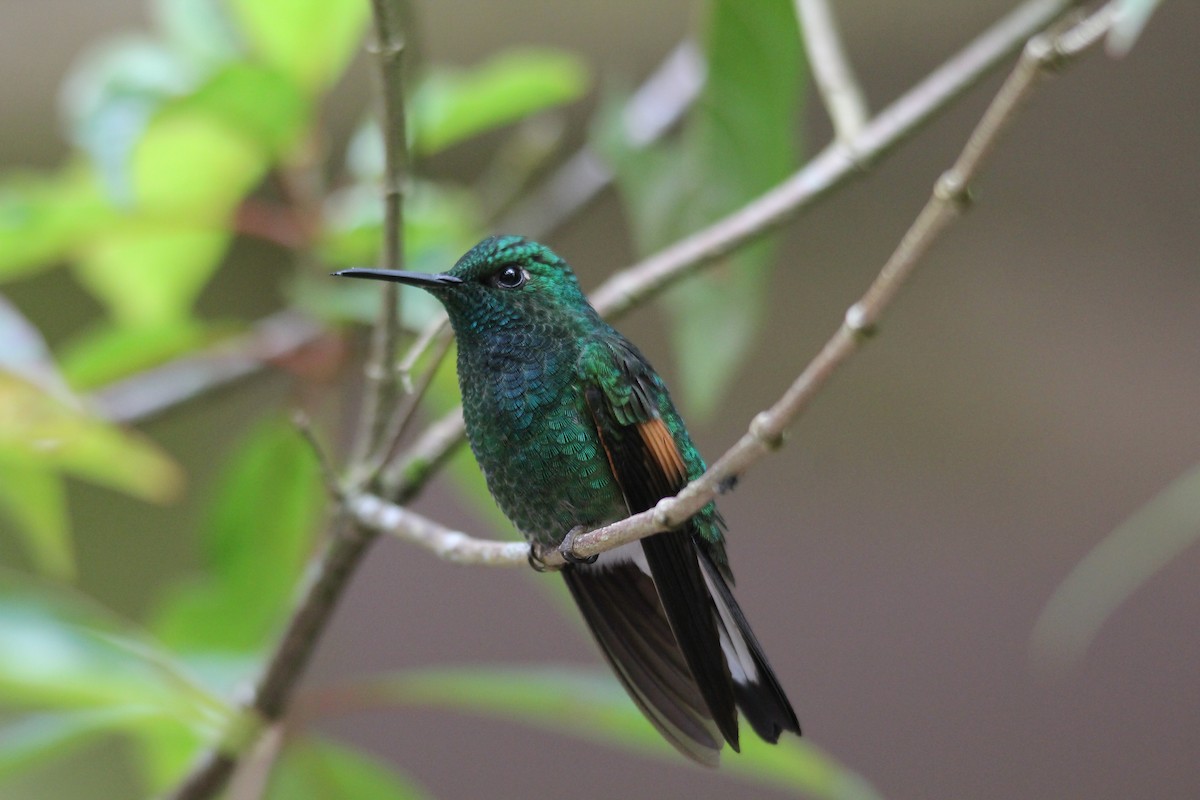 Colibrí Colirrayado - ML105694241