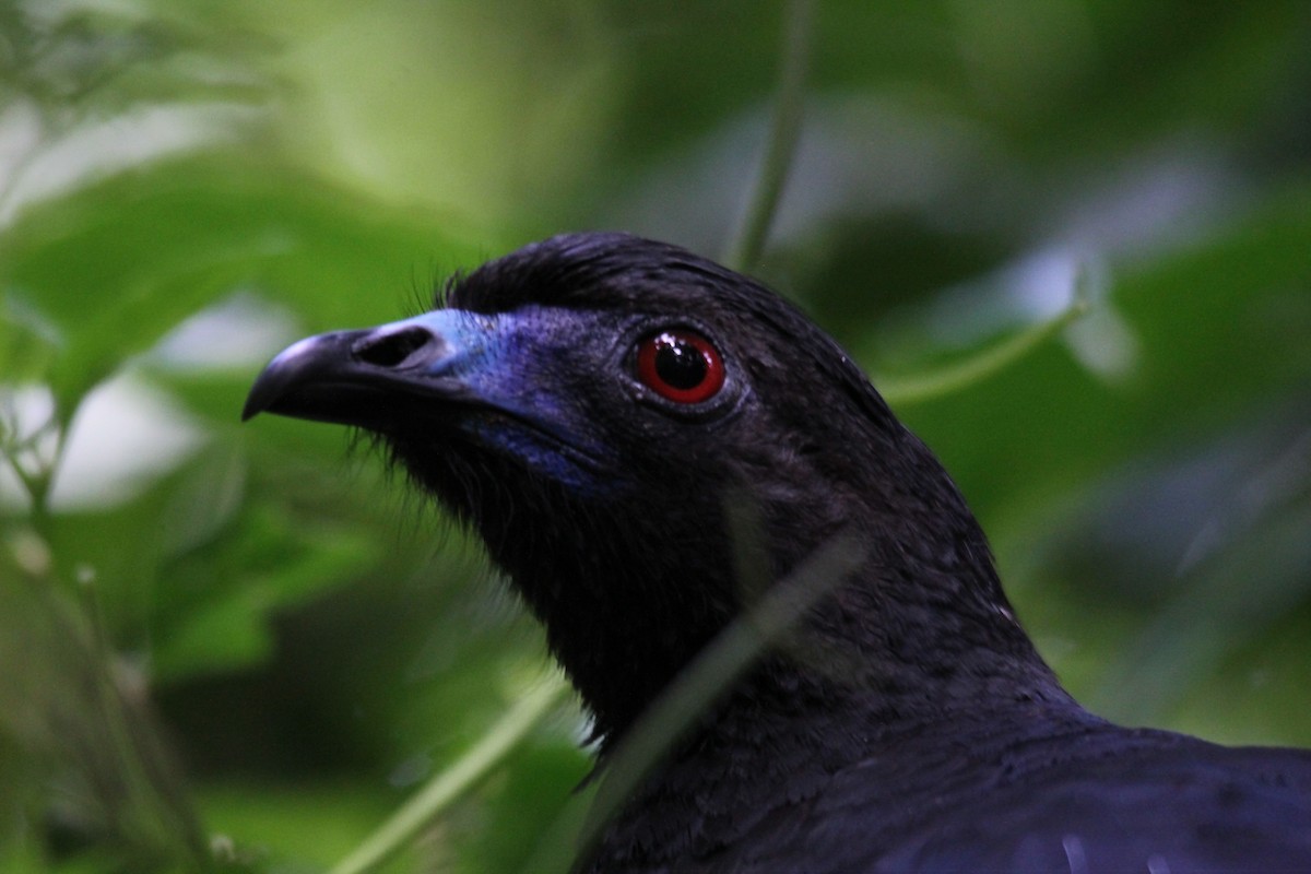 Schwarzguan - ML105694301