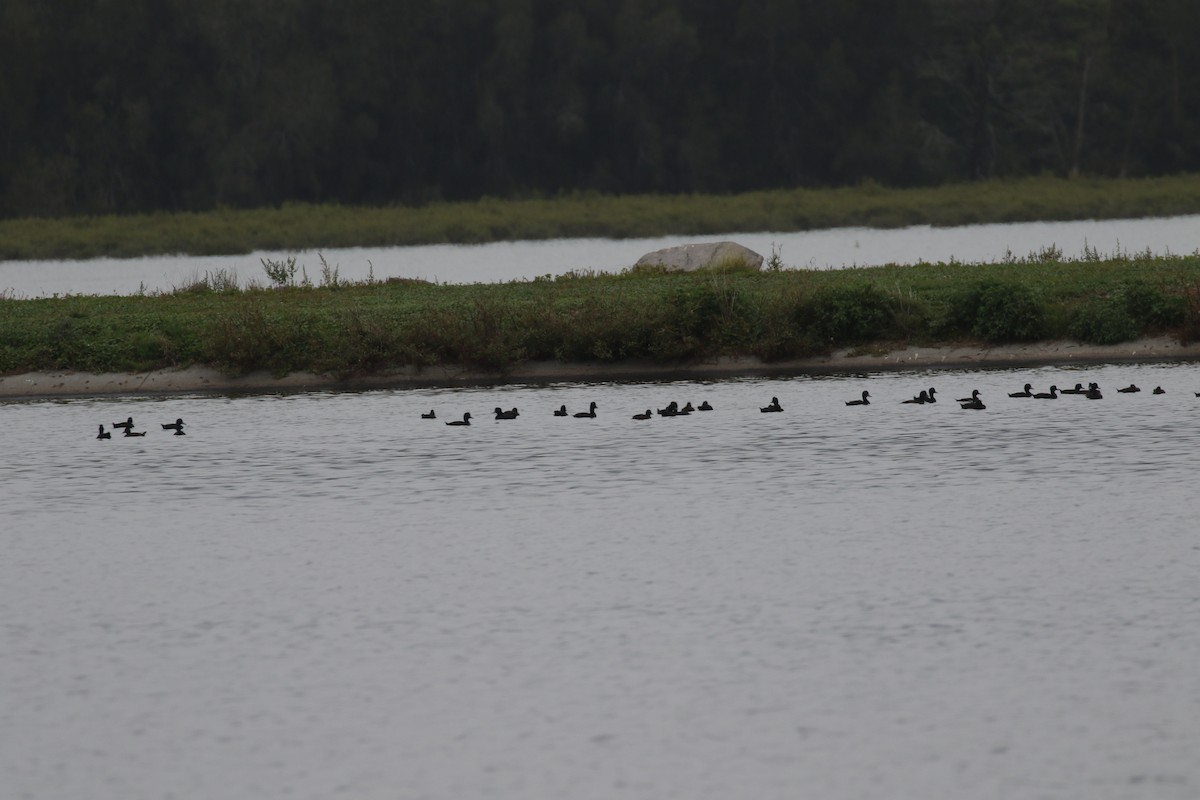 New Zealand Scaup - ML105694401
