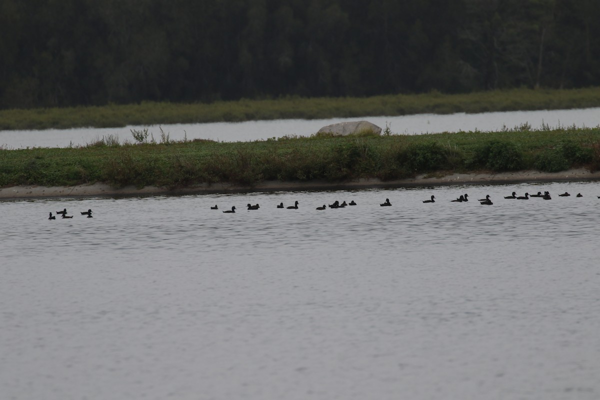 New Zealand Scaup - ML105694401