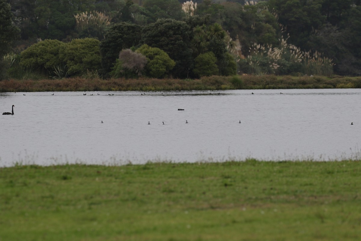 New Zealand Scaup - ML105694411