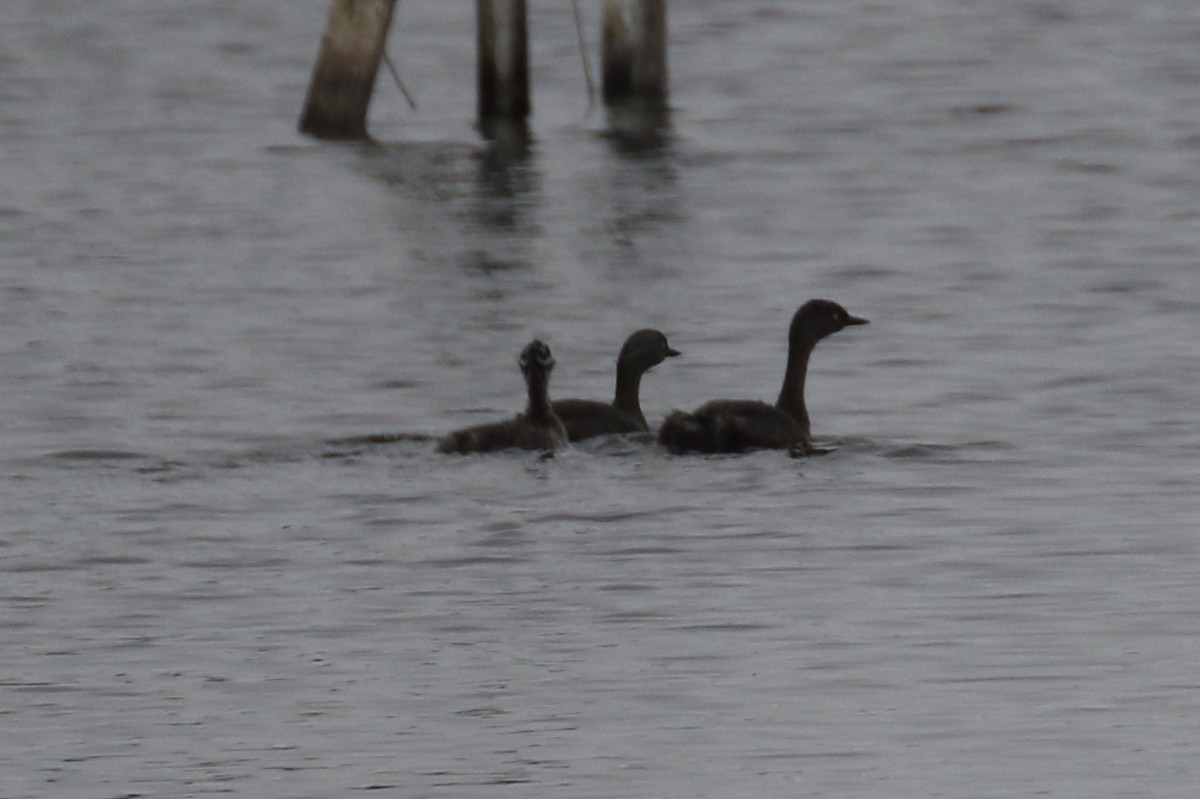 New Zealand Grebe - ML105694621