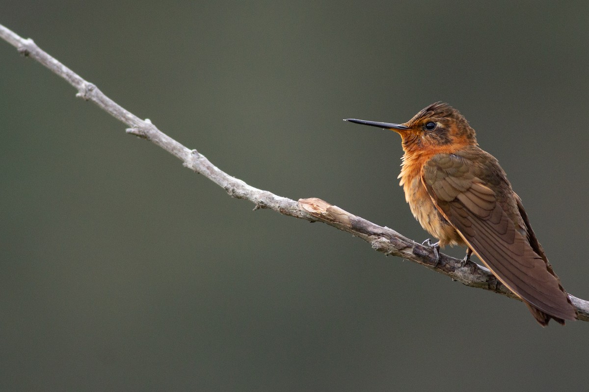 kolibřík duhovohřbetý - ML105694871