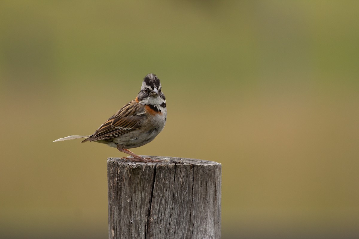 Rufous-collared Sparrow - Angus Pritchard