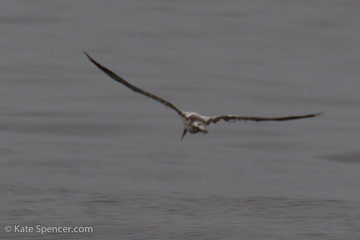 Nazca Booby - ML105695191