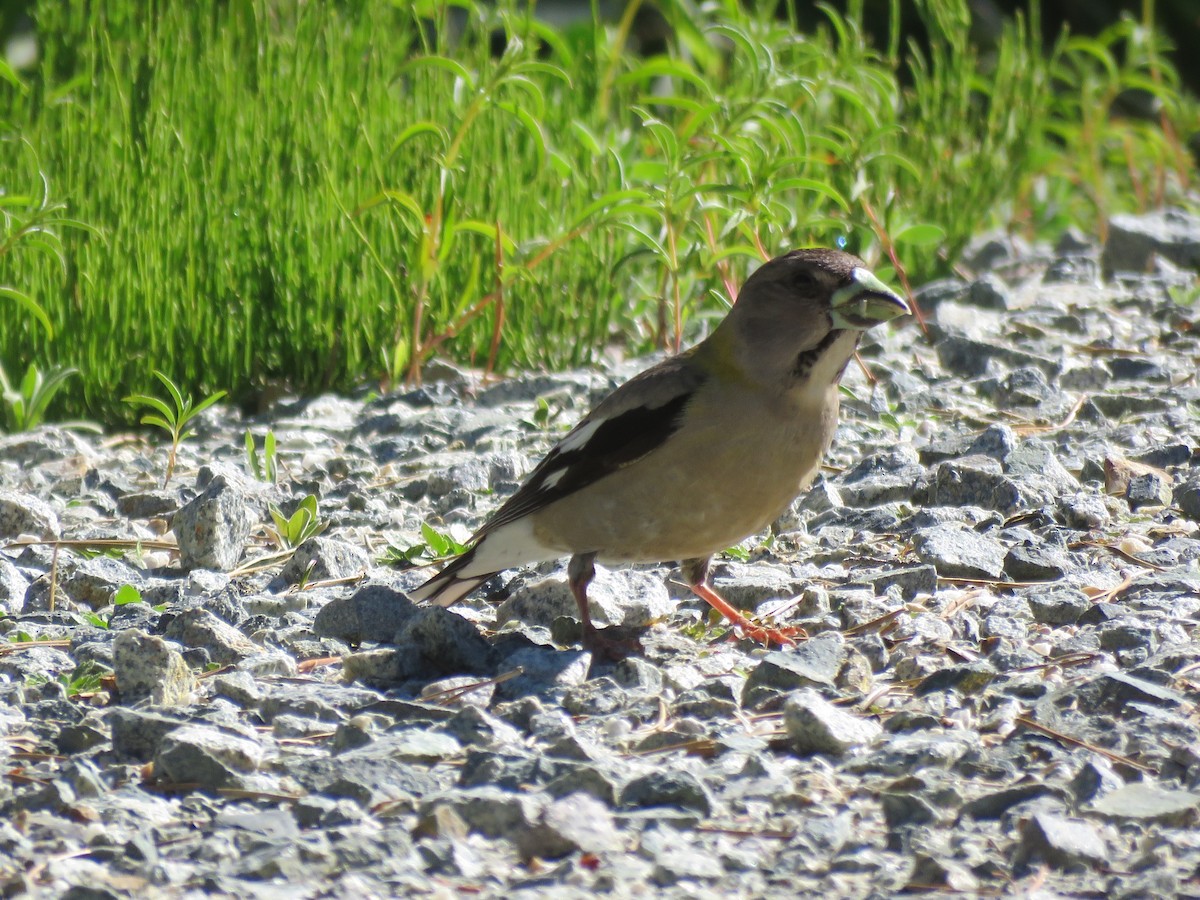 Evening Grosbeak - ML105696541