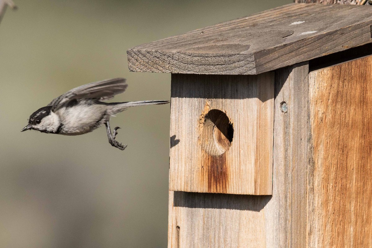 Mountain Chickadee - Eric VanderWerf