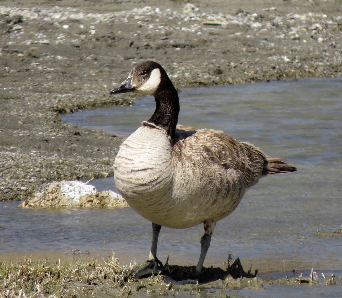 Canada Goose - ML105697031