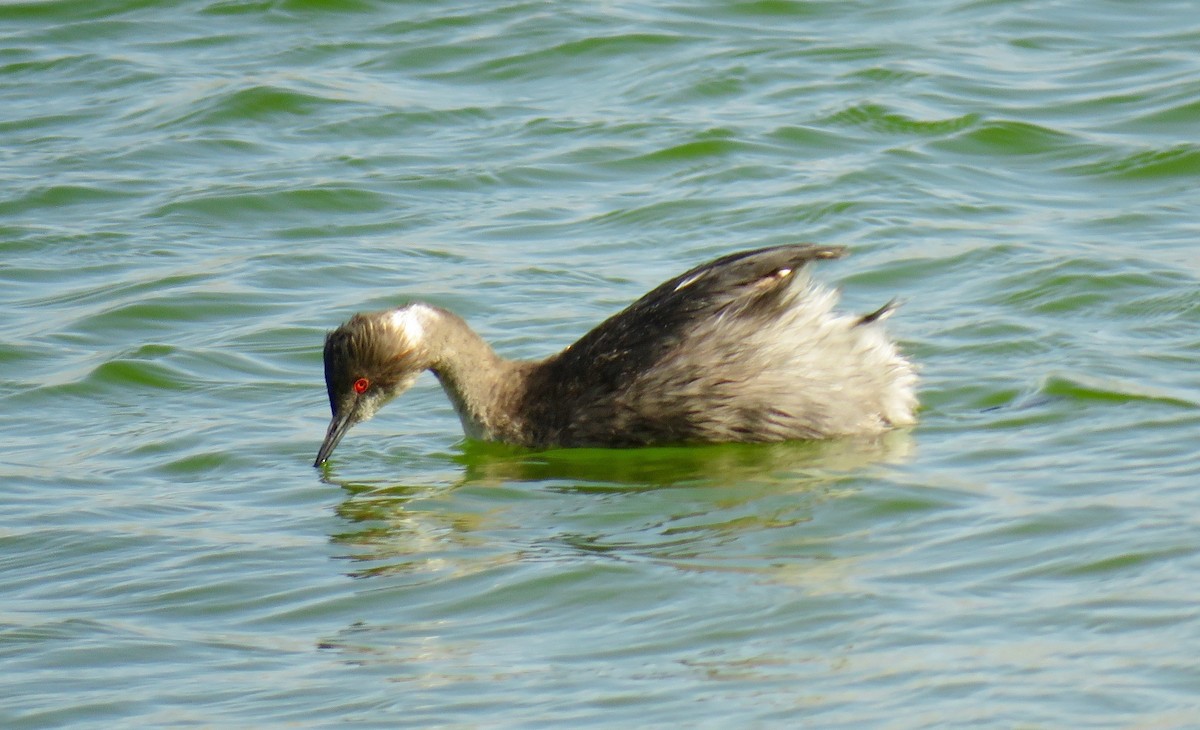 Eared Grebe - ML105697051