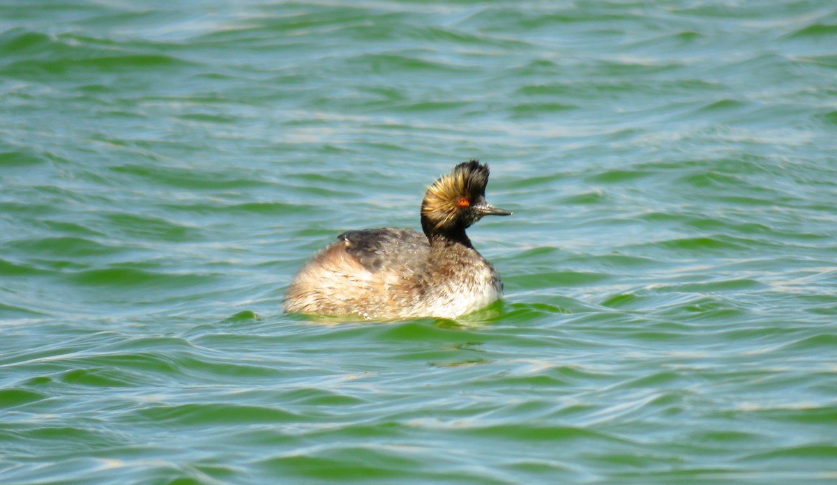 Eared Grebe - Petra Clayton