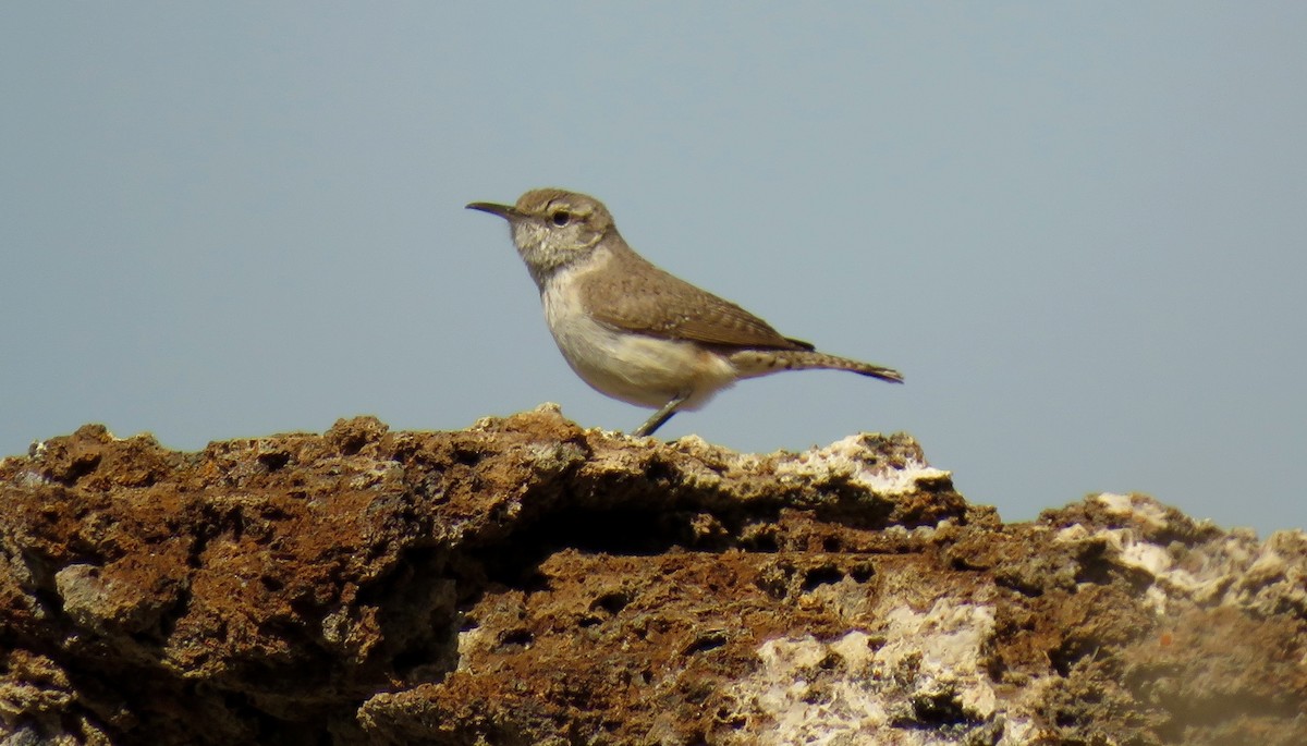 Rock Wren - ML105697091