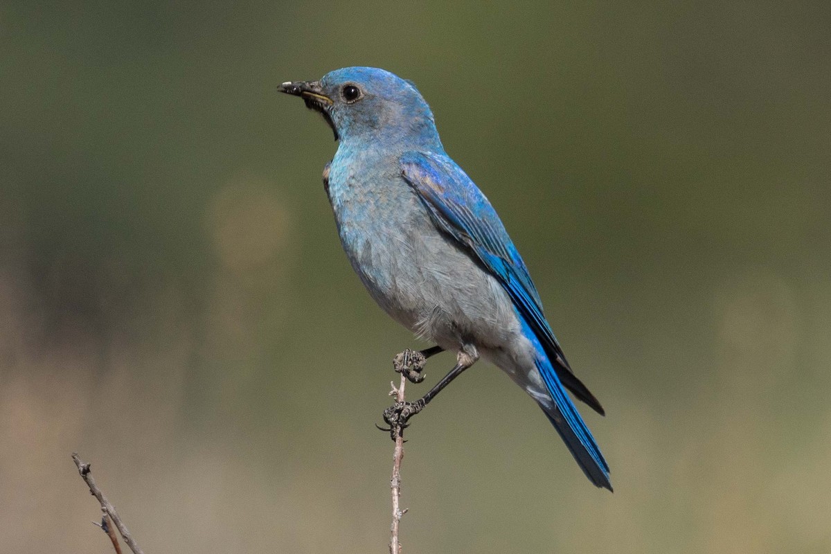 Mountain Bluebird - ML105697351