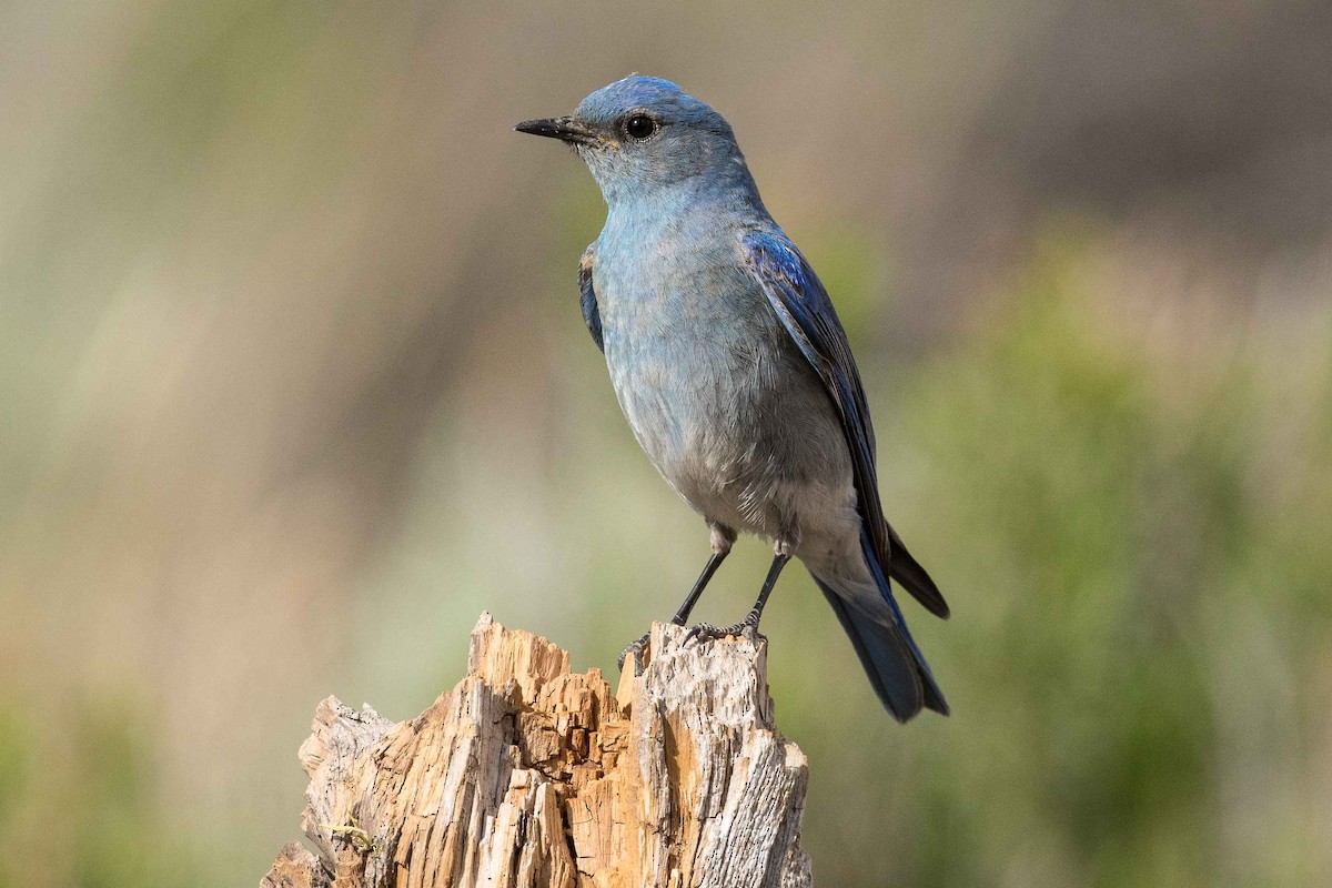 Mountain Bluebird - Eric VanderWerf