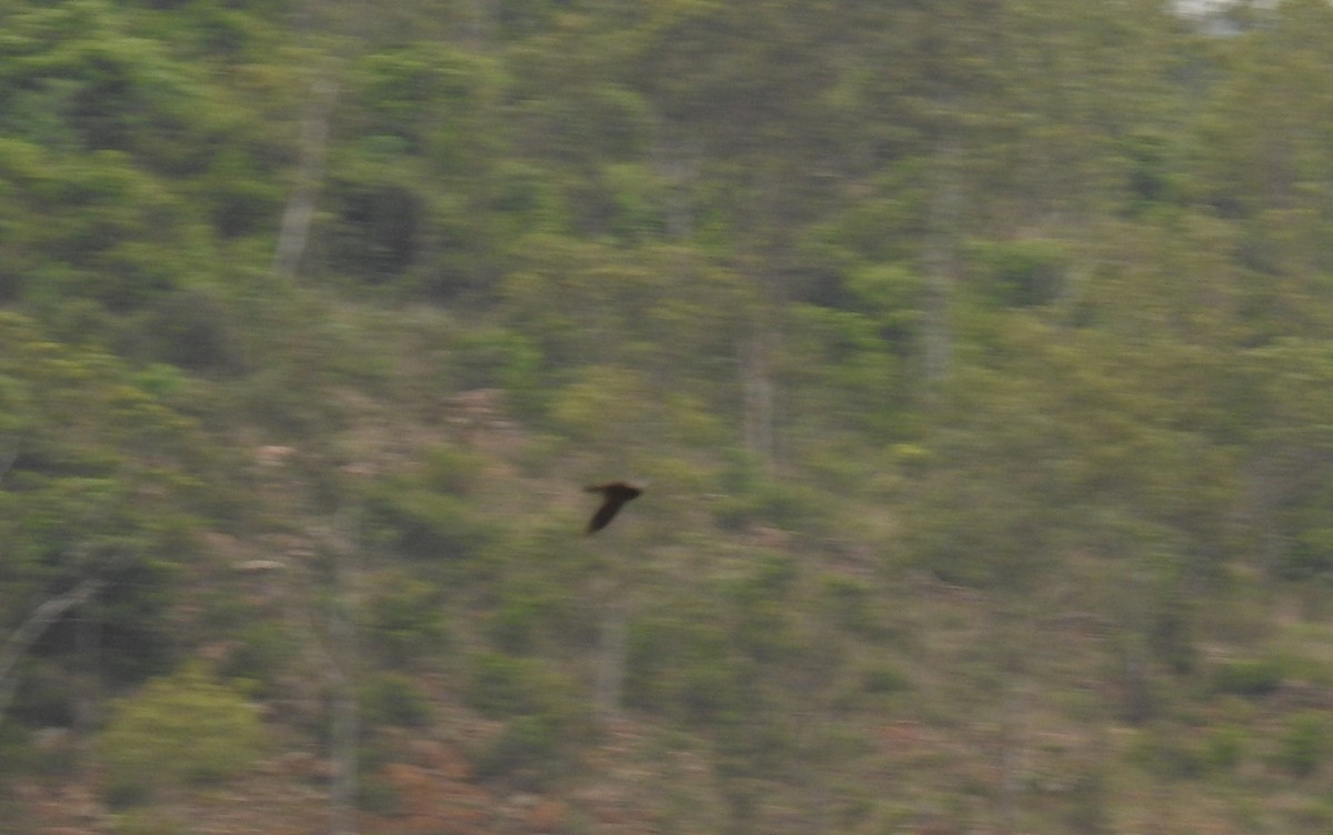 Indian Swiftlet - ML105698851