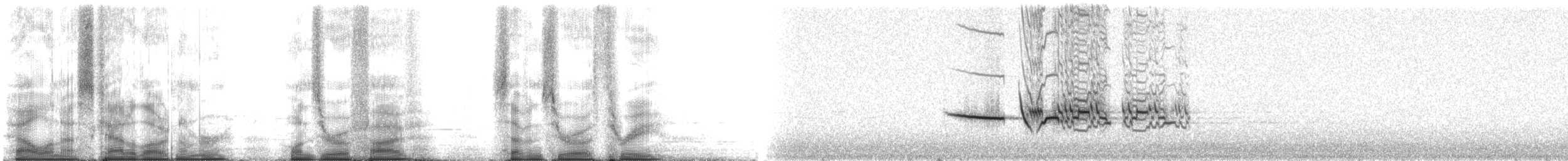 Дрізд-короткодзьоб плямистоволий - ML105703