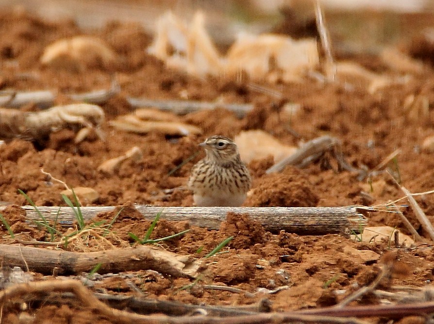 Eurasian Skylark - ML105703451