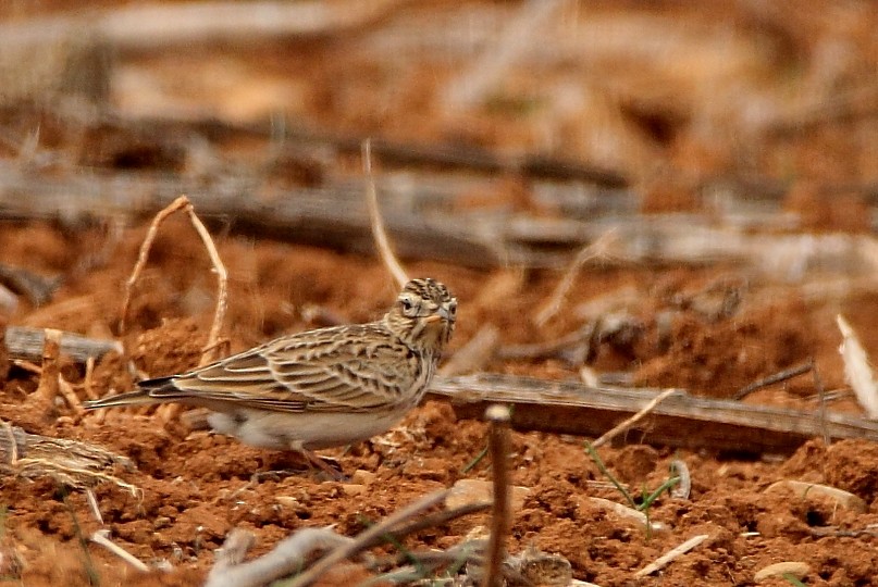 Eurasian Skylark - ML105703461