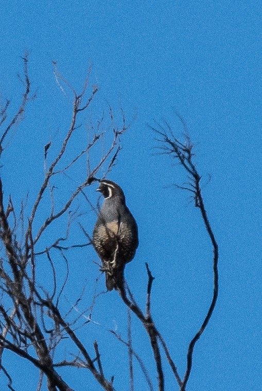 California Quail - ML105703961