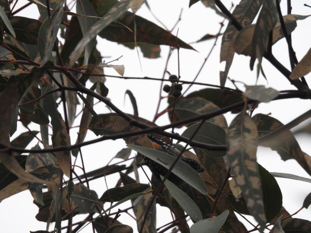 Pardalote pointillé - ML105704881