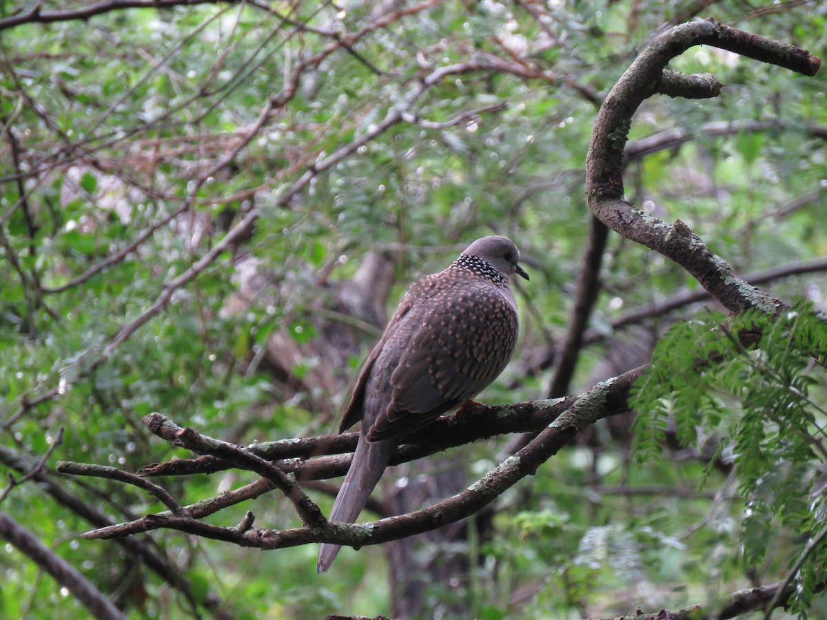 Spotted Dove - ML105707171