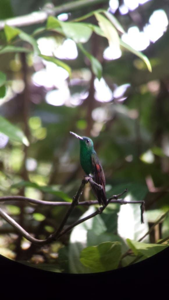 Berylline Hummingbird - ML105708821